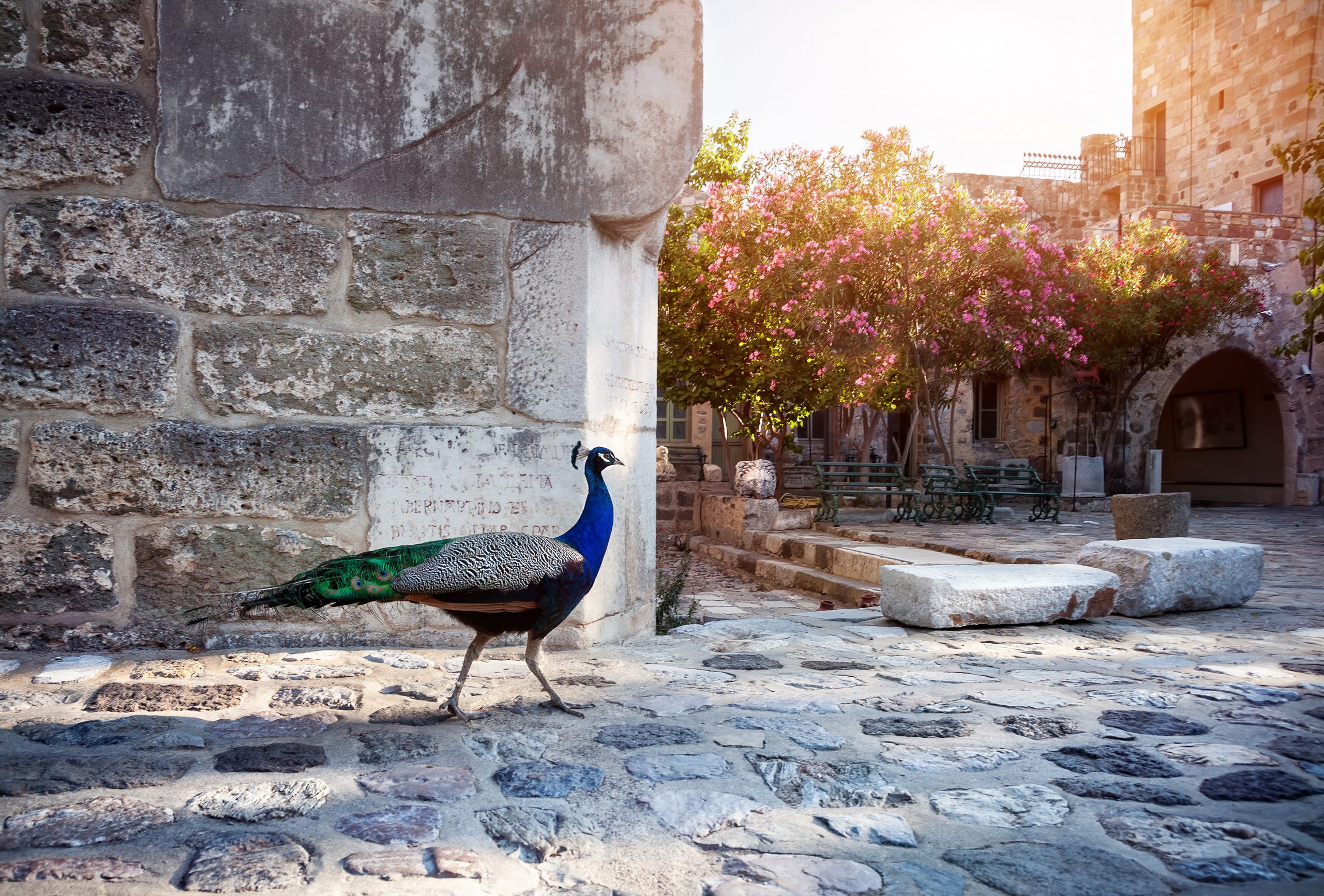 Bodrum Castle gardens