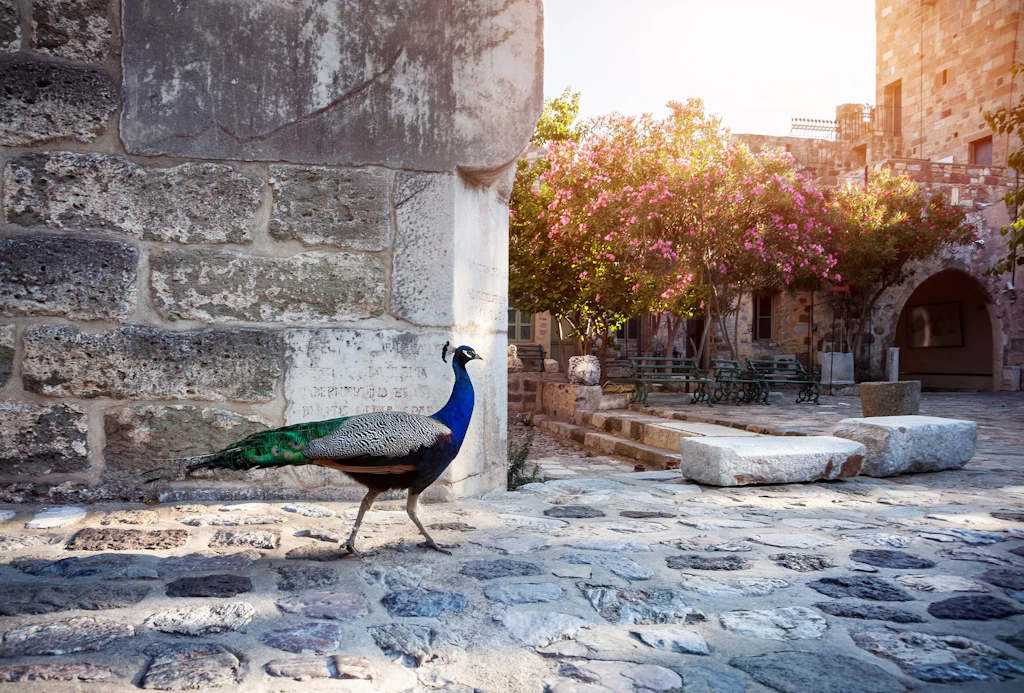 Bodrum Castle gardens