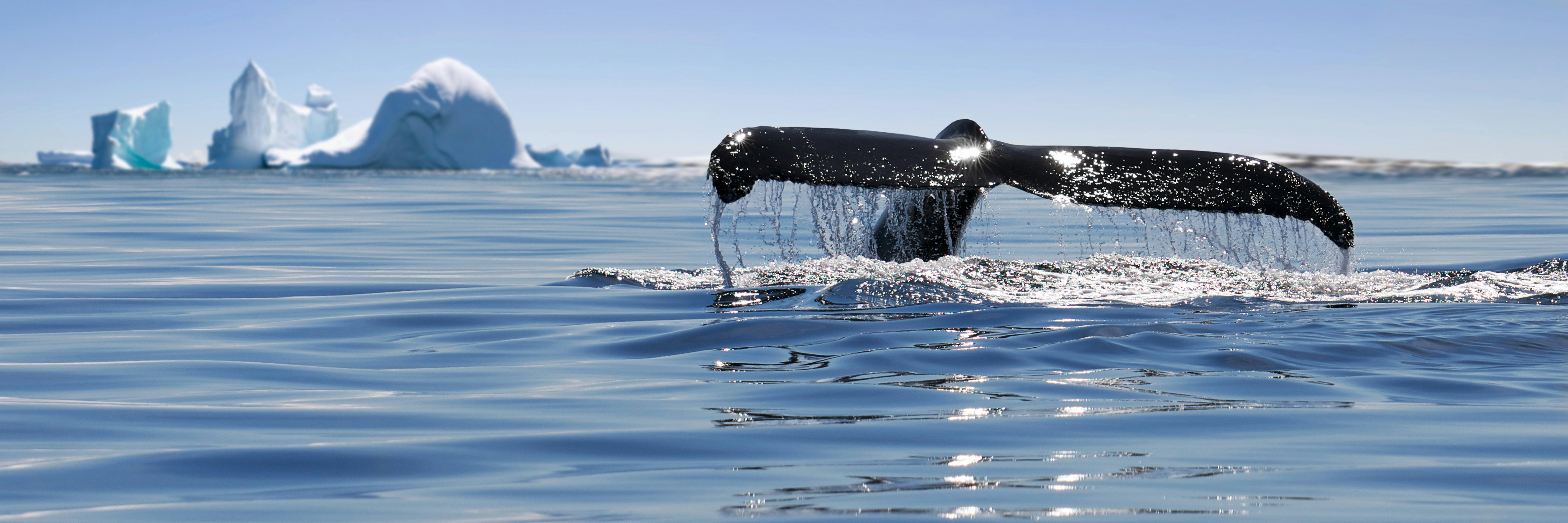 Whales in Alaskan Water