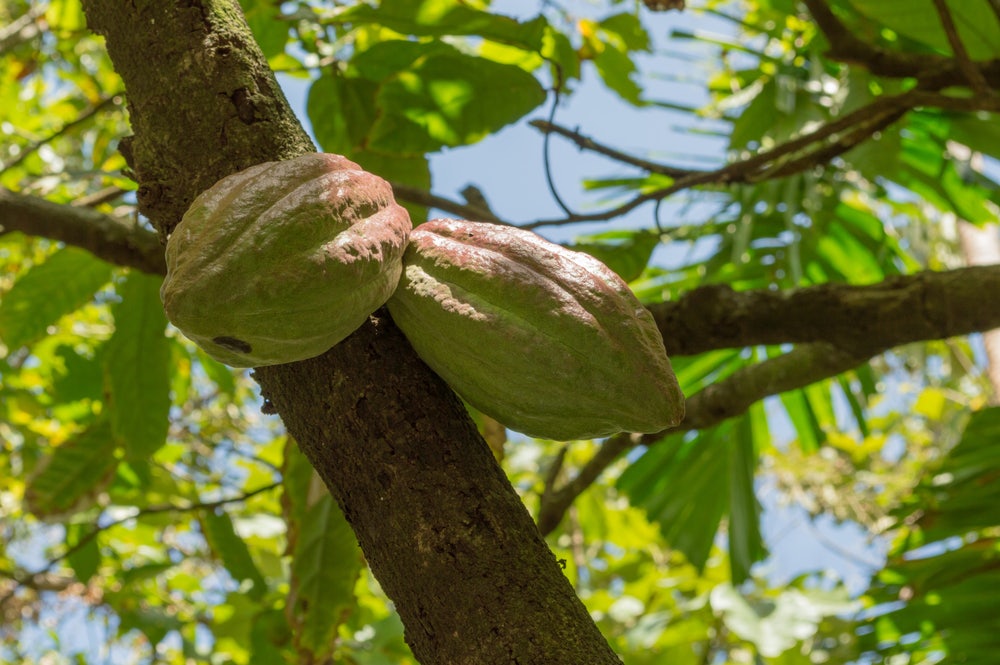 2,Cocoa,Pods,Growing,In,Saint,Lucia,For,Making,Chocolate
