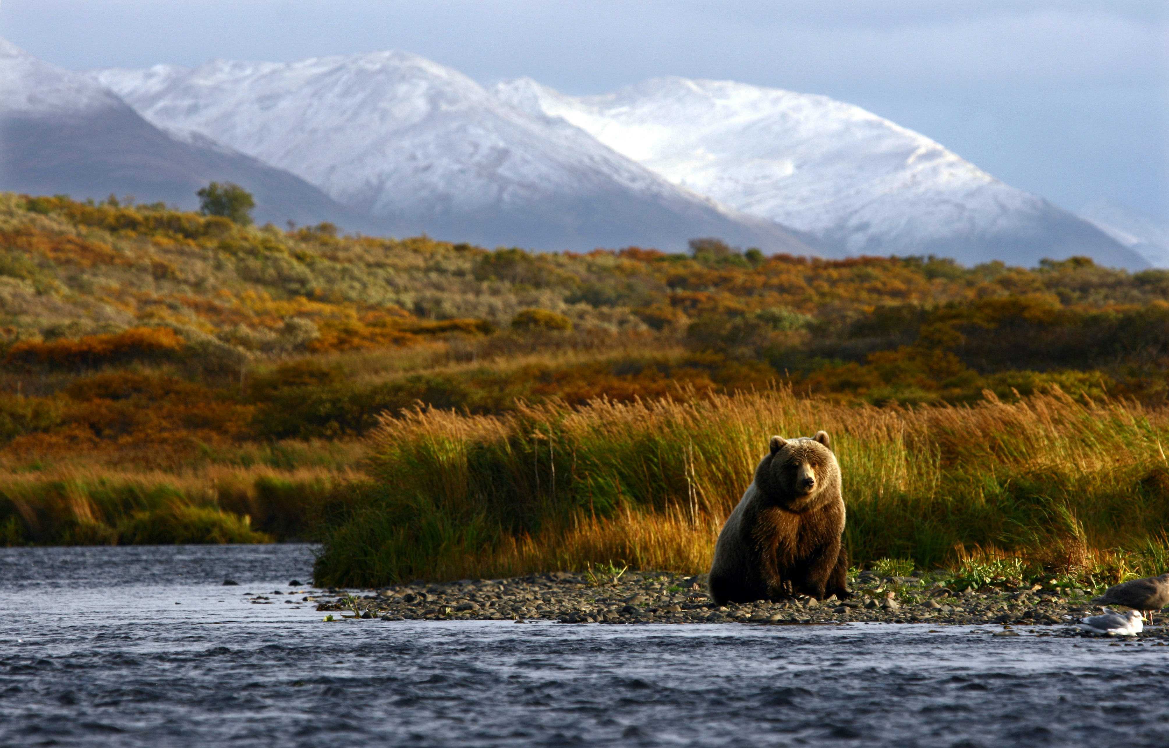 Brown Bear on Coast
