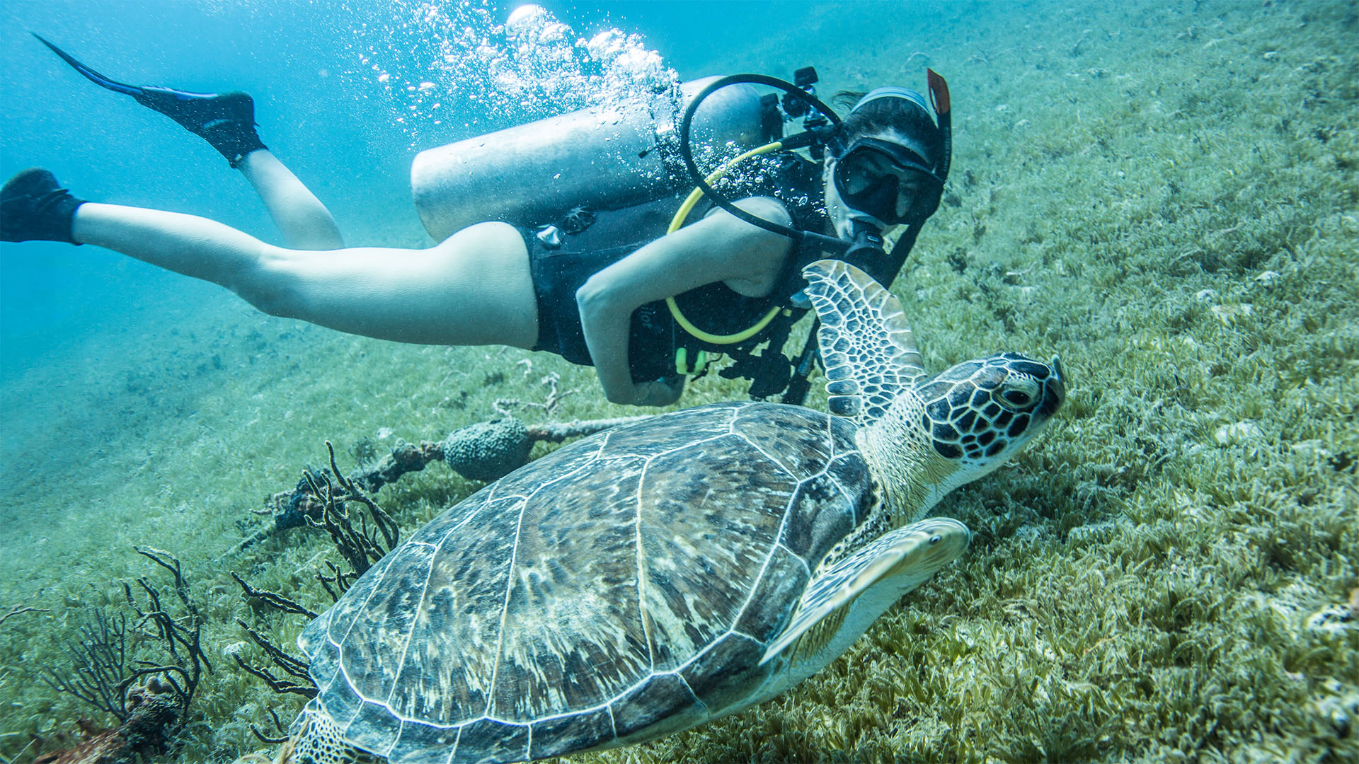 Underwater adventure awaits in St. Kitts