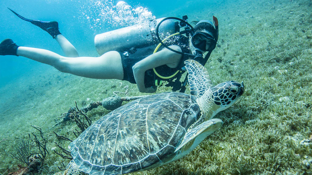 Underwater adventure awaits in St. Kitts