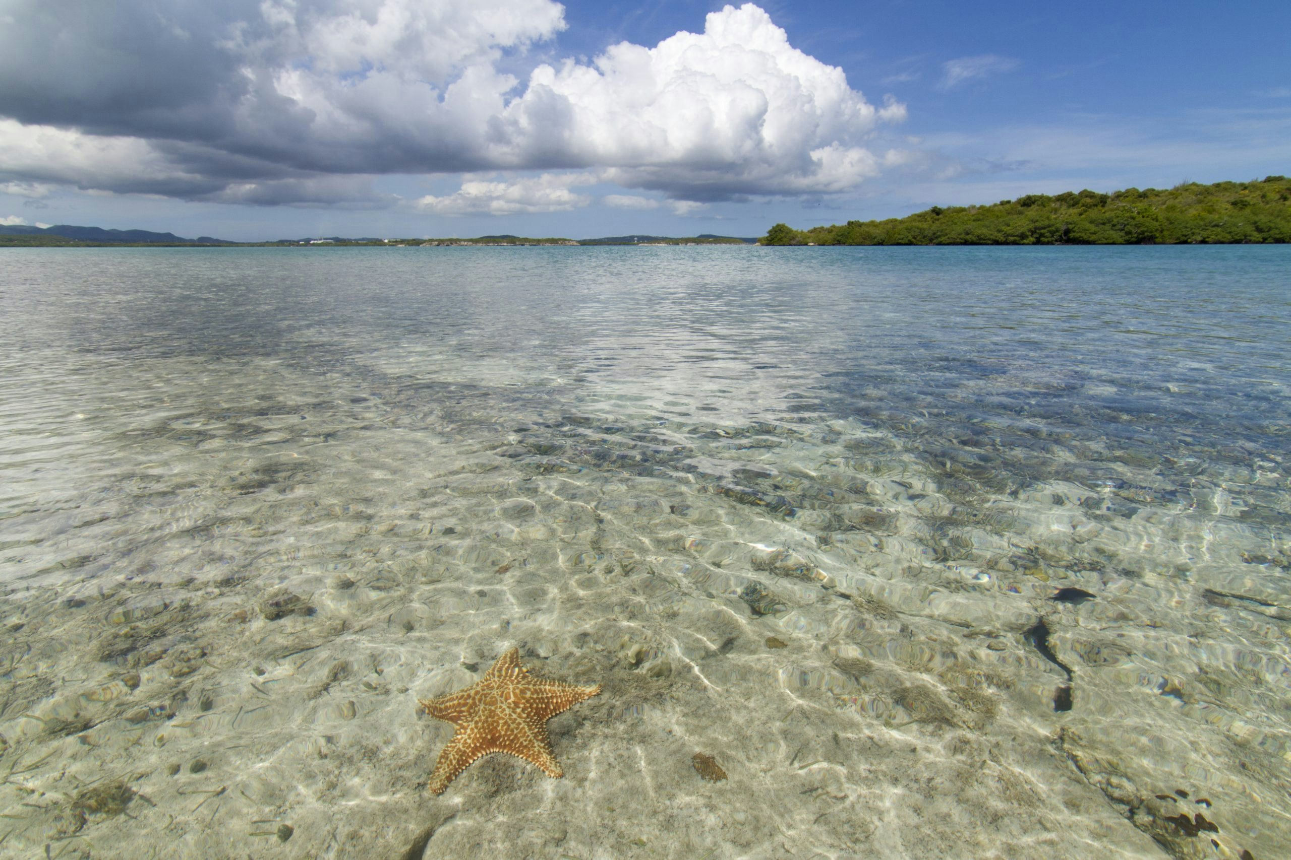 starfish at green island antigua